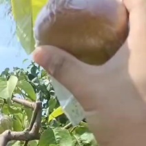 山西玉露香梨，口感嘎嘎甜！皮薄肉厚水分充足，果面特别好