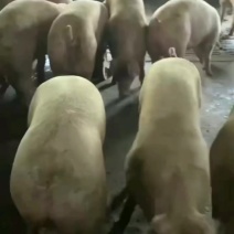 广西新美系瘦肉型猪活猪量大价优产地直发质量上乘