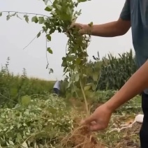 连翘苗3号5号药用连翘苗包邮快递发货根系发达成活率好