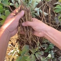 凤单牡丹苗，药用牡丹苗山西牡丹苗，多种规格可组合批发。