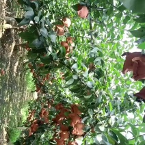 梨秋月梨，青岛莱西市秋月梨，全国发货，诚信经营