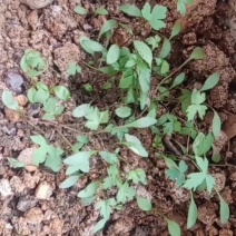 白花前胡种子