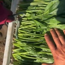 黑叶菠菜20到28公分，全是纱网种植！没任何毛病