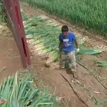 长白葱需要的联系