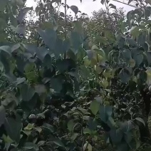 雪花梨