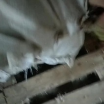 常年出售大量的鸭毛鹅毛有需要的老板联系我