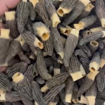 头茬羊肚菌，手选6-8公分