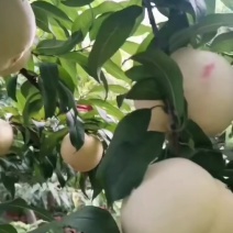 十万斤白桃红桃水蜜桃
