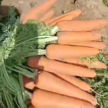 胡萝卜，大量供应胡萝卜，市场，电商，工厂，10吨起批