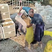 精选花生）罗汉果白沙果