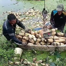 精品莲藕货源充足诚信经营量大从优质量保证欢迎咨询