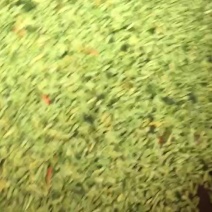 小米辣