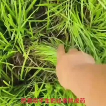 中叶麦冬草