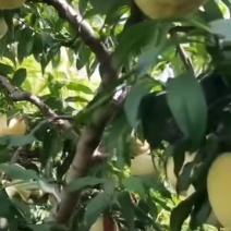 白桃红桃水蜜桃甜桃