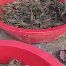 澳洲龙虾
