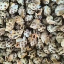 东风螺，品质保证，诚信经营，可长期合作欢迎咨询