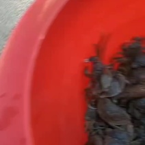 盘锦河蟹
