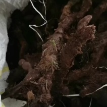 骨碎补