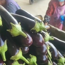 精品绿吧茄子