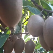 眉县冷库优质翠香猕猴桃