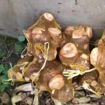 精品芋母红芽芋母红香芋母大量上市中，万亩基地，产地直发