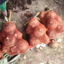 精品芋母红香芋母红芽芋母大量上市中规格齐全欢迎来电订购