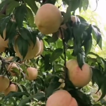 白桃红桃大甜桃水蜜桃
