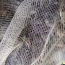 天津七里海河蟹