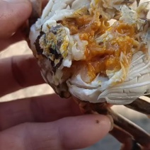 这里是河北唐山丰南区螃蟹上市了！