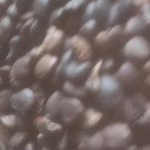 玉兰种子