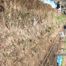 万亩阳光玫瑰，精品次品出货，进行