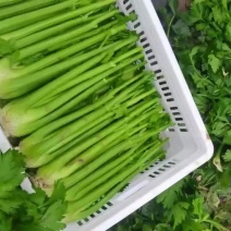 精品西芹，精品净菜西芹，毛菜西芹，常年大量有货。