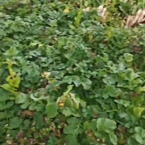 白罗卜