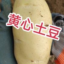 【推荐山东希森，荷兰，沃土，长磊8号，V7等大量货源