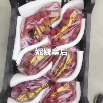 一级妮娜皇后