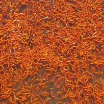 现货现货，小红草，私我