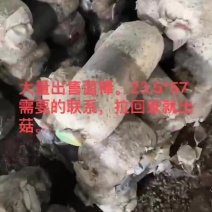 平菇熟料菌棒产量高量大从优物美价廉