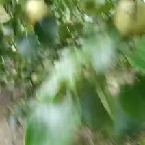 白酥梨