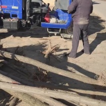 基地直销刺槐1米以下6~8cm4~6cm