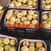 宁夏中卫，纸袋黄元帅大量上市。果面干净，底色白，果型高装