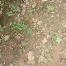 高山红巨峰葡萄