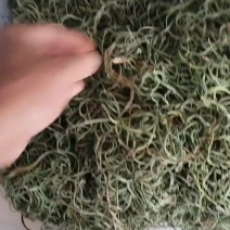 猫须草/化石草/产地直发/假一赔十/质量无忧/欢迎致电