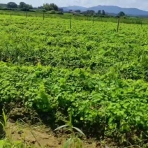【粉防己苗】货量大包成活种植简单易管理汇报周期短提供技术指导
