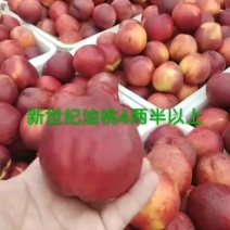 特早熟油桃苗，新世纪，新48，4号，黄油17等盆栽