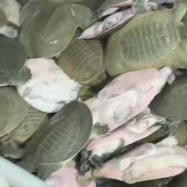 外塘生态甲鱼，青背白底，保质保量