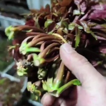 云南弥勒早红香椿销售部