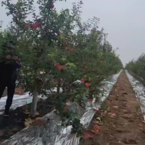 陕北绥德玉华早富苹果