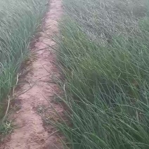 中领8522，8512，秦红宝早中晚，二红，紫红洋葱苗。