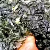 大个体麦鲮**钓场，烤厂，6—9个一斤