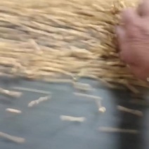 本地高蛋白黄豆大量上市了今年的黄豆质量好，蛋白高需要的联